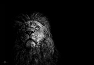 Лев на черном фоне