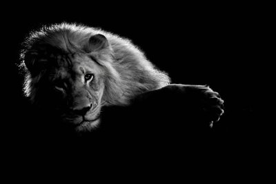 Лев на черном фоне