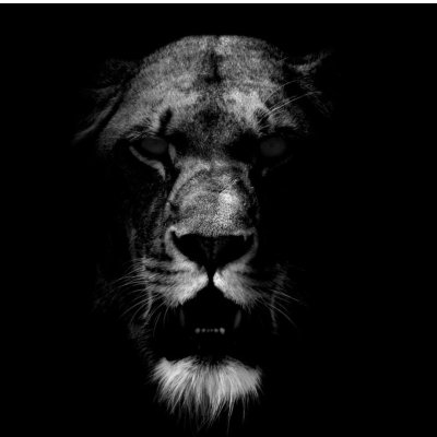 Лев на черном фоне