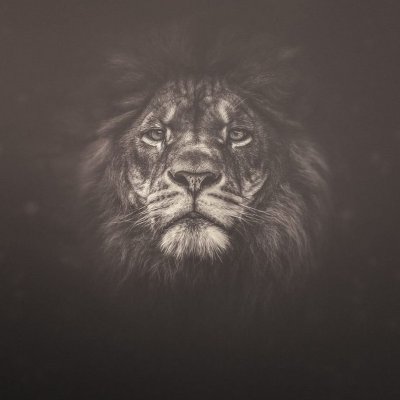 Голова Льва на черном фоне