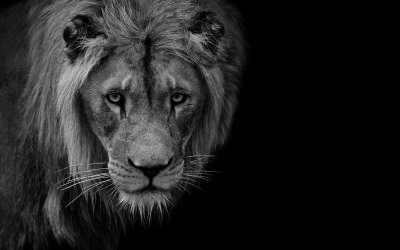 Лев обои черно белые