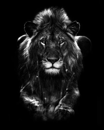 Лев на черном фоне