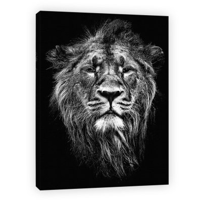 Лев черно белый