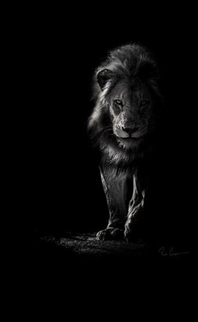 Животные на черном фоне