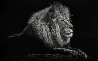 Черный Капский Лев