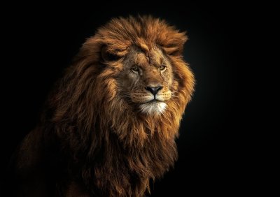 Лев на черном фоне