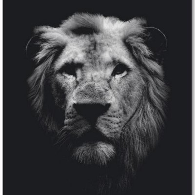 Заставка на телефон Лев