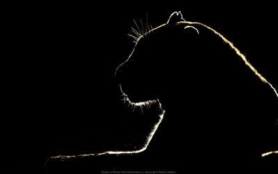 Силуэты животных на черном фоне