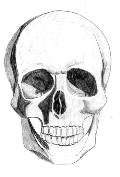 Череп для рисования