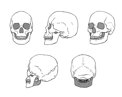 Референс черепа спереди