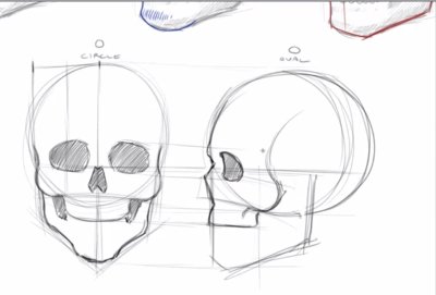 Череп человека рисунок поэтапно сбоку