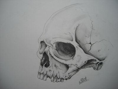 Череп скетч