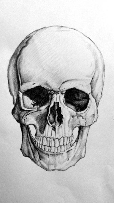 Зарисовки черепа