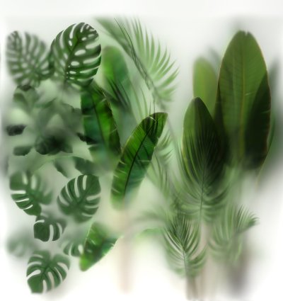 Растения за матовым стеклом