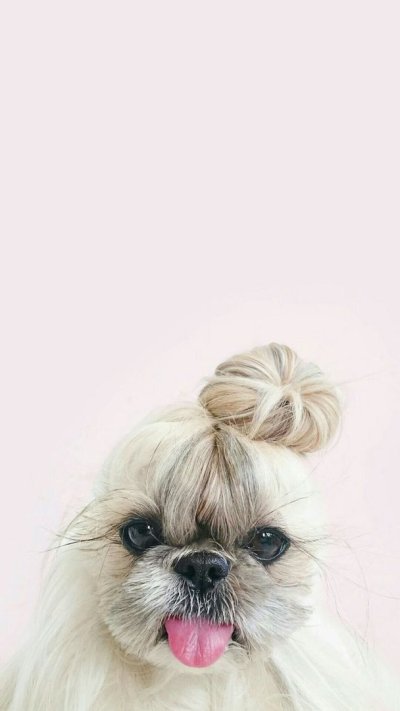 Собачки на заставку