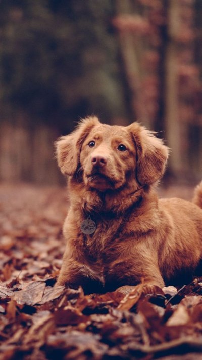 Домашняя собака