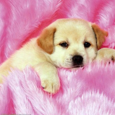 Красивые обои милые