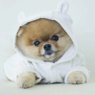 Померанский шпиц jiffpom