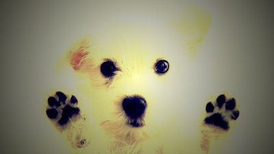 Обои с собачками на стену