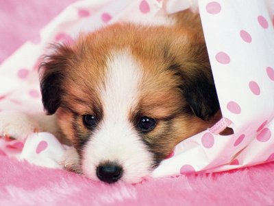 Красивые картинки щенков