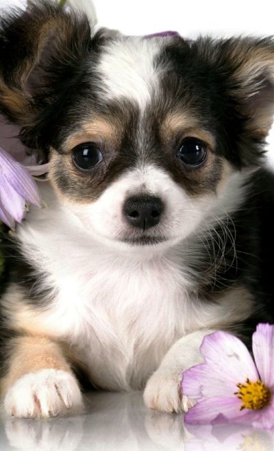 Чихуахуа длинношерстные трехцветные