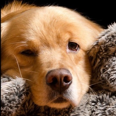 Заставка на телефон собачки