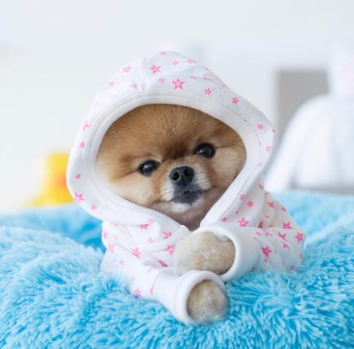 Померанский шпиц jiffpom