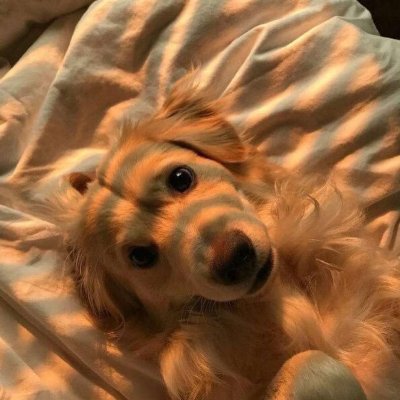 Милые домашние животные