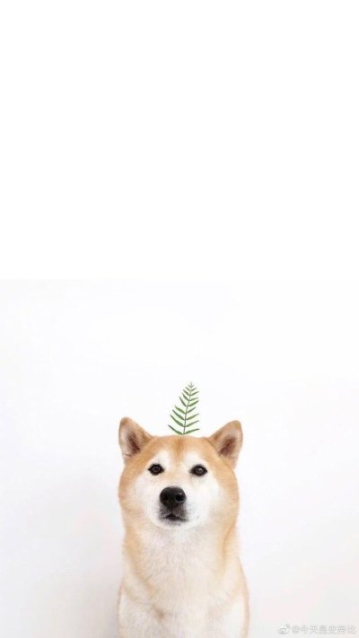 Заставка на айфон собака