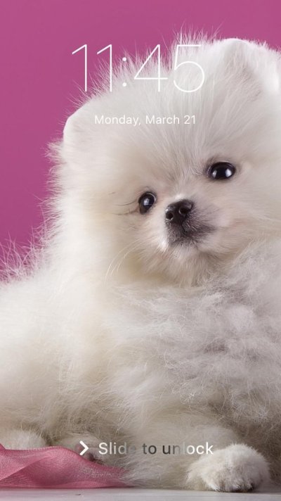 Померанский шпиц Пуппи