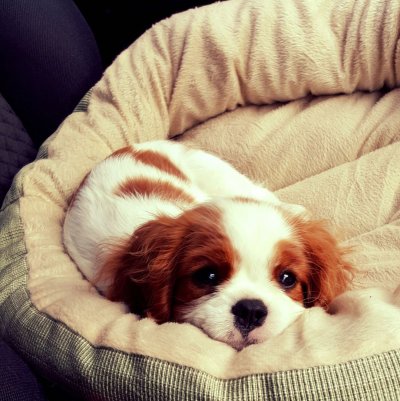 Кинг Чарльз чихуахуа болонка