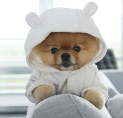 Померанский шпиц jiffpom белый
