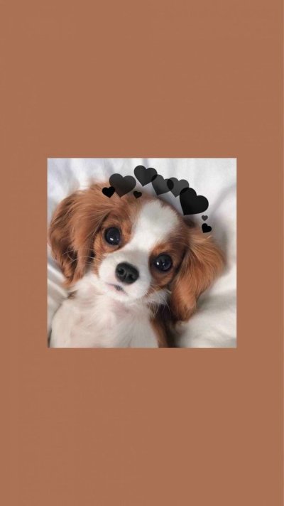 Эстетичная собачка с телефоном