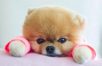 Померанский шпиц милашка