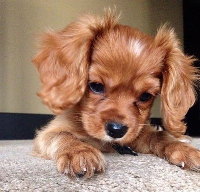 Красивые щенки