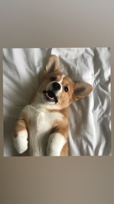 Эстетичная собачка с телефоном