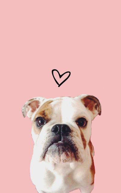 Заставки на телефон собаки