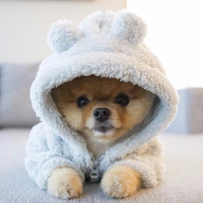 Померанский шпиц jiffpom