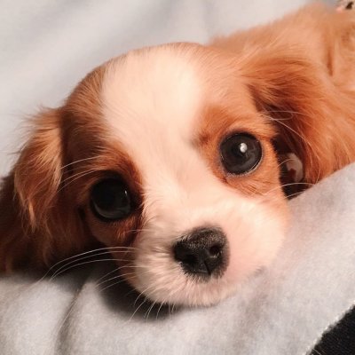 Самые милые собачки