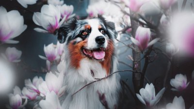 Картинки на рабочий стол собаки