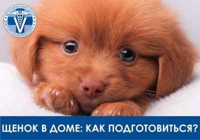 Микро померанский Пуппи