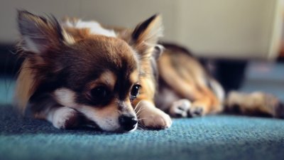 Чихуахуа длинношерстные трехцветные