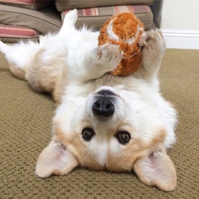 Забавные собаки