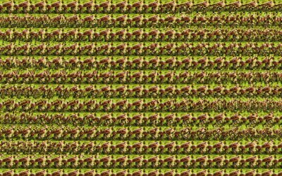 Стереограмма Король Лев